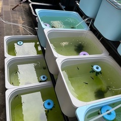 王華　紅白ラメ　稚魚1匹200円　の画像