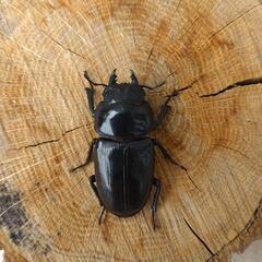 新成虫国産オオクワガタトリオ■能勢ＹＧ血統オオクワガタ■国産オオクワガタ■クワガタムシ■国産クワガタ ＹＧ25-④の画像