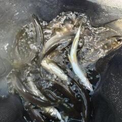 [商談中]天然鮎 最大5匹