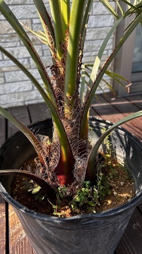 ヤシの木 ココスヤシ①