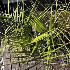 　ココスヤシ　ナンバー①の画像