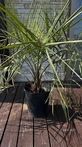 ヤシの木 ココスヤシ①