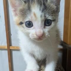 子猫　三毛猫　里親募集♪