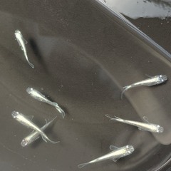 ①マリアージュメダカ若魚（２ｃｍ前後）８匹セット（容器付き：３枚目写真）の画像