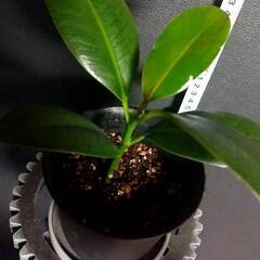 観葉植物🌿フィカス．メラニーの画像