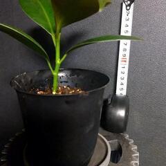 観葉植物🌿フィカス．メラニーの画像