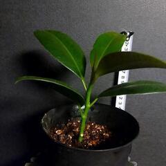 観葉植物🌿フィカス．メラニーの画像