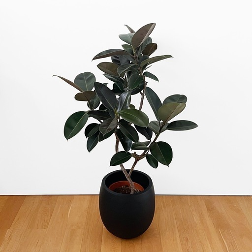 観葉植物 フィカス バーガンディ 130cm