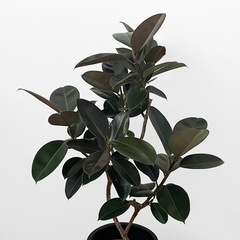 観葉植物 フィカス バーガンディ 130cmの画像