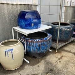 火鉢　睡蓮撥　メダカの画像