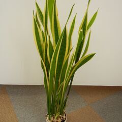 観葉植物セット（80cm サンスベリア ＆ 140cm 名称不明）鉢付きの画像