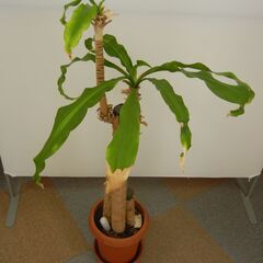 観葉植物セット（80cm サンスベリア ＆ 140cm 名称不明）鉢付きの画像