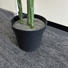 観葉植物 フェイク 2Mぐらいの画像