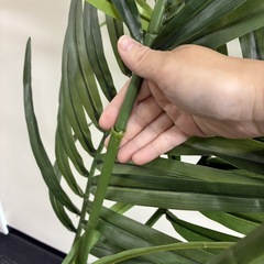 観葉植物 フェイク 2Mぐらいの画像