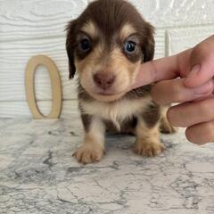 ミニチュアダックスフンド