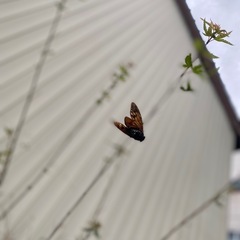 本物の自然は結果1秒