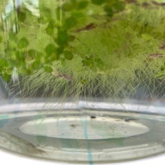 浮草とミナミヌマエビ5匹の画像