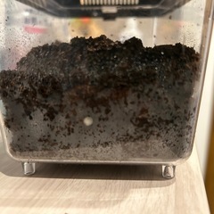 カブトムシ卵　5個の画像
