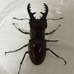 ミヤマクワガタ ♂ WD 宮城県産の画像