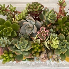 多肉植物カット詰め合わせ　寄せ植えにの画像