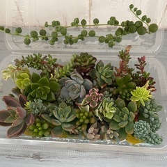 多肉植物カット詰め合わせ　寄せ植えにの画像