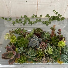 多肉植物カット詰め合わせ　寄せ植えにの画像
