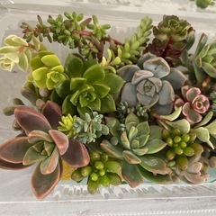 多肉植物カット詰め合わせ　寄せ植えにの画像