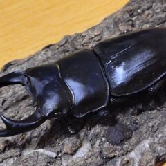 国産オオクワガタ　ペア（♂64ｍｍ　♀44ｍｍ）阿古谷産【安心決済への切り替え、発送対応可能】の画像