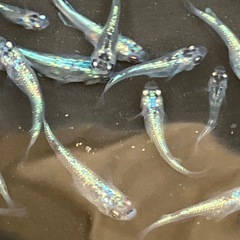 [今年最後]大輝　メダカ　稚魚〜若魚　２０匹 の画像