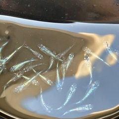 [今年最後]大輝　メダカ　稚魚〜若魚　２０匹 の画像