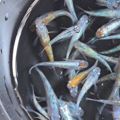 ラメメダカ（１０匹＋α）の画像