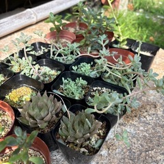 多肉植物の画像