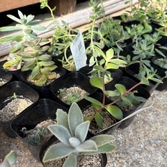多肉植物の画像