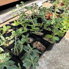 多肉植物の画像