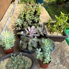 多肉植物の画像