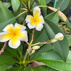プルメリア　白と黄色の花の画像