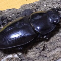 国産オオクワガタ　ペア（♂64ｍｍ　♀44ｍｍ）阿古谷産【安心決済への切り替え、発送対応可能】の画像