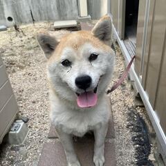 外飼いの柴犬　７歳