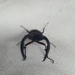 ノコギリクワガタ特大入荷‼️の画像