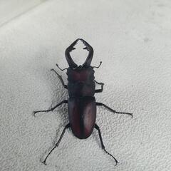 ノコギリクワガタ特大入荷‼️の画像