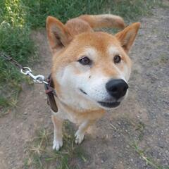 外飼いの柴犬　８歳