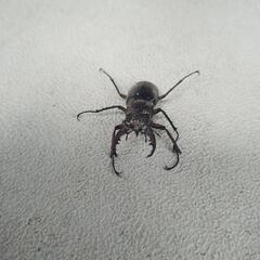 ミヤマクワガタ小の画像