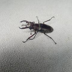 ミヤマクワガタ小の画像