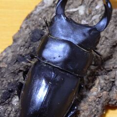 国産オオクワガタ　ペア（♂63ｍｍ　♀44ｍｍ）阿古谷産【安心決済への切り替え、発送対応可能】の画像