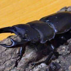 国産オオクワガタ　ペア（♂63ｍｍ　♀44ｍｍ）阿古谷産【安心決済への切り替え、発送対応可能】の画像