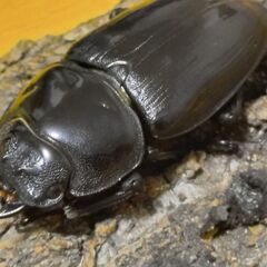 国産オオクワガタ　ペア（♂63ｍｍ　♀44ｍｍ）阿古谷産【安心決済への切り替え、発送対応可能】の画像