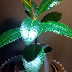 観葉植物🌿フィカス　メラニー②の画像