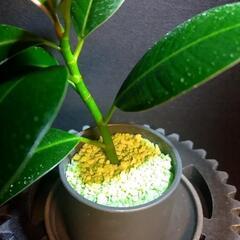 観葉植物🌿フィカス　メラニー②の画像