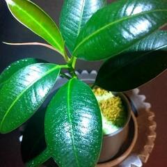 観葉植物🌿フィカス　メラニー②の画像