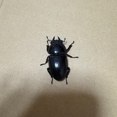 国産オオクワガタの画像